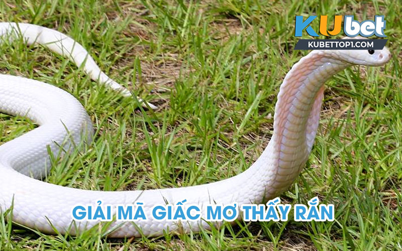 Giải mã giấc mơ thấy rắn