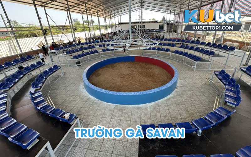 Trường gà sanvan